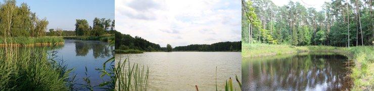 baner